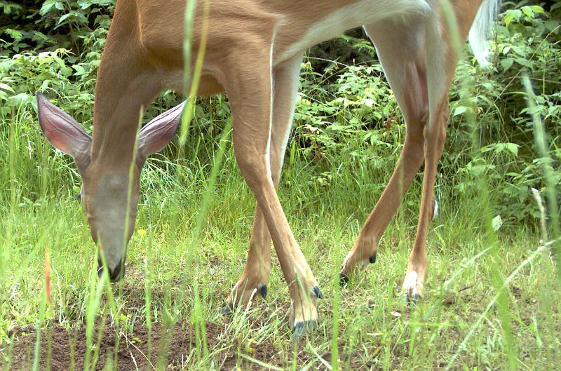 Deer_070111_1239hrs.jpg - White-tailed Deer (Odocoileus virginianus)